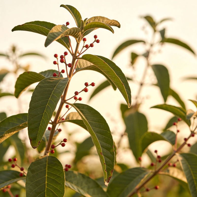 ASHWAGANDHA