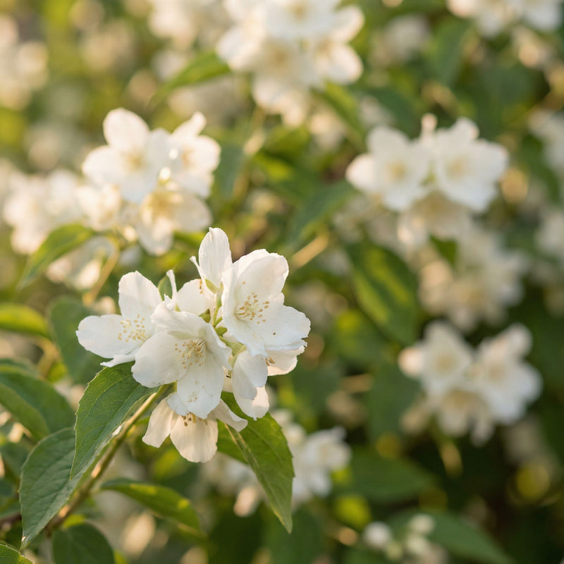 JASMIN